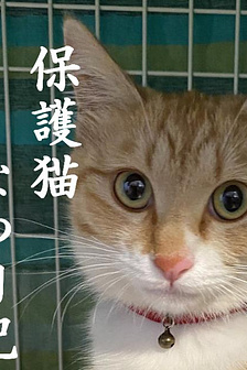 Nhật Ký Mùa Hè Bảo Vệ Mèo